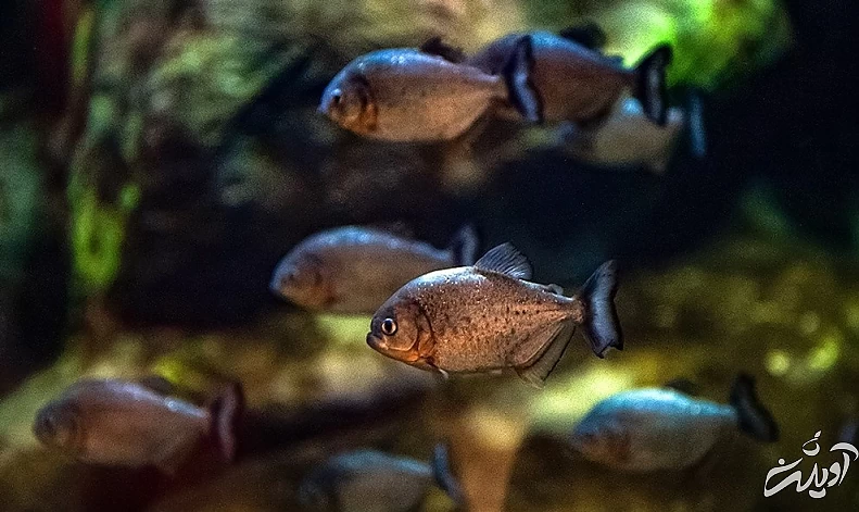 (تصاویر) آکواریوم انزلی